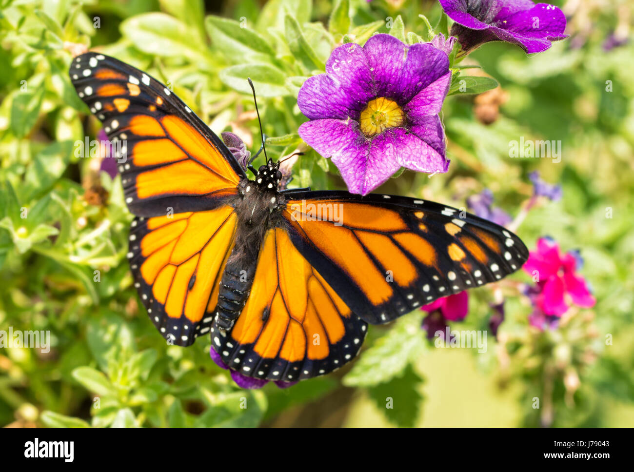 Dorsal view of a male Monarch butterfly on purple flowers Stock Photo