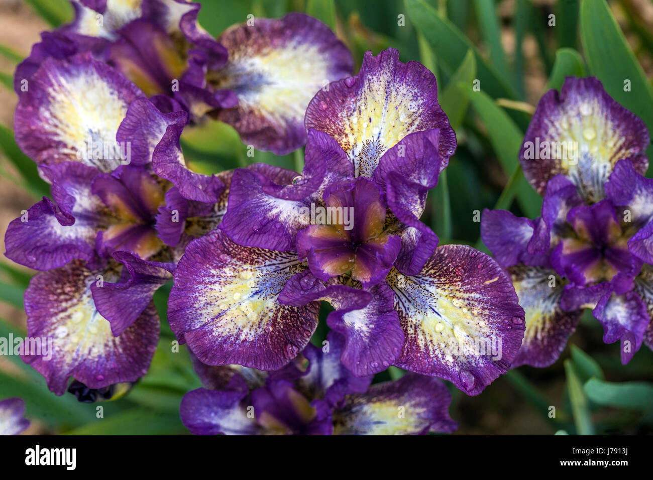 Standard Dwarf Bearded Irises barbata nana Irises 'Transcribe', flowers purple Stock Photo