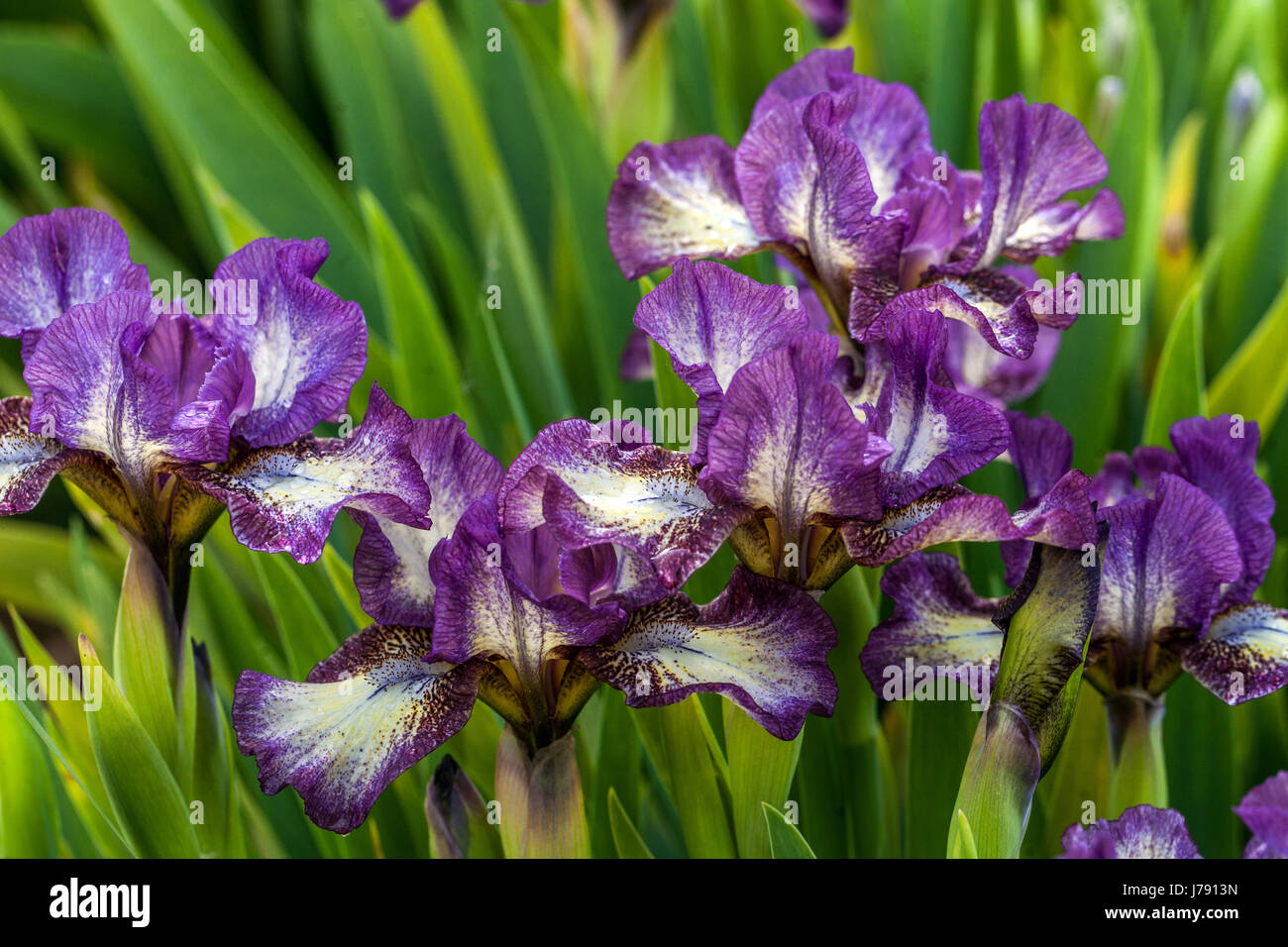 Purple flowers Standard Dwarf Bearded Irises barbata nana Iris 'Transcribe' Stock Photo