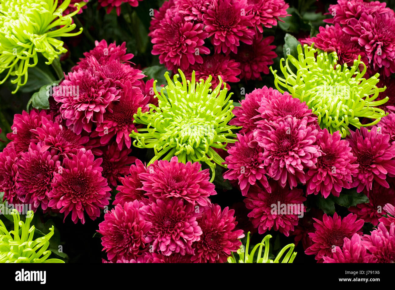 Chrysanthemum Samson and Chrysanthemum Green Mist flowers in Spring