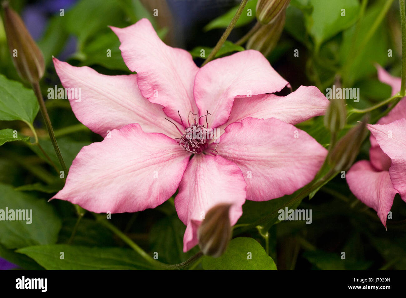 Clematis 'Giselle' flowers in May. Stock Photo