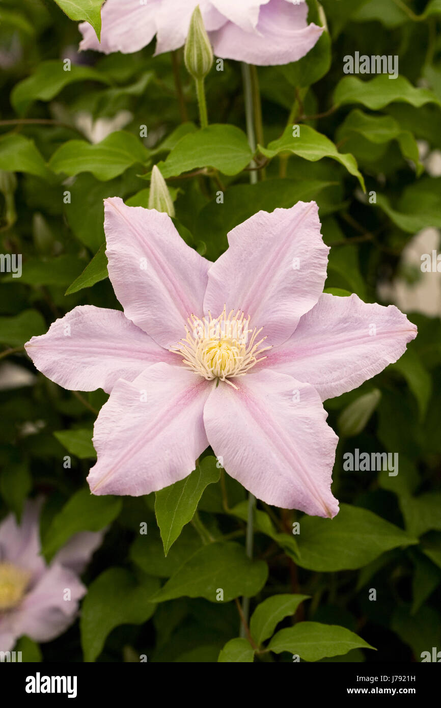 Clematis Esme flowers in May. Stock Photo