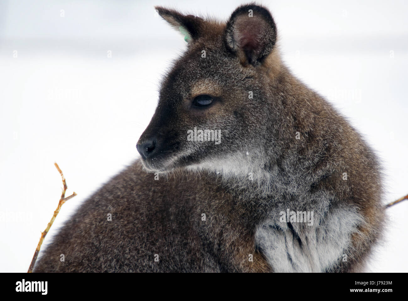 Animal Australia Outdoor Outback Kangaroo Winter Animal Mammal Snow Coke Stock Photo Alamy