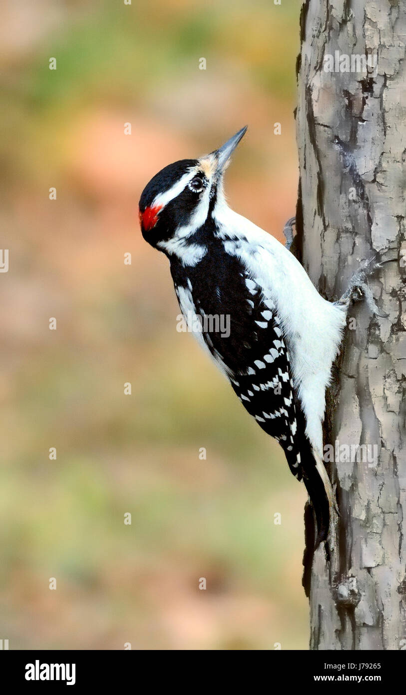 A Hairy Woodpecker bird- Leuconotopicus villosus, on a tree, pictured against a blurred background. Stock Photo