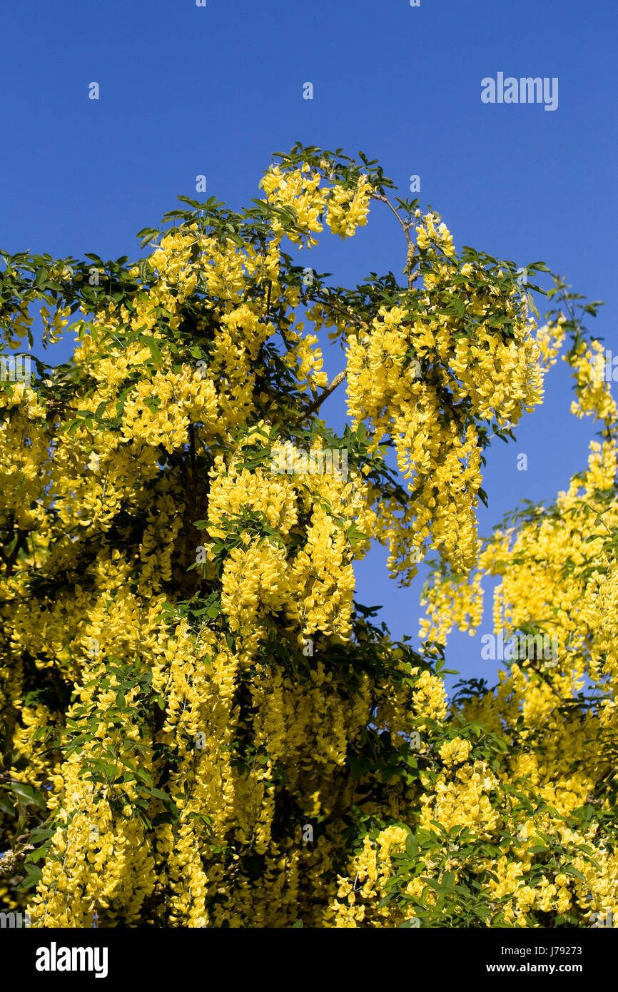 Flowering Laburnum tree in Spring Stock Photo Alamy