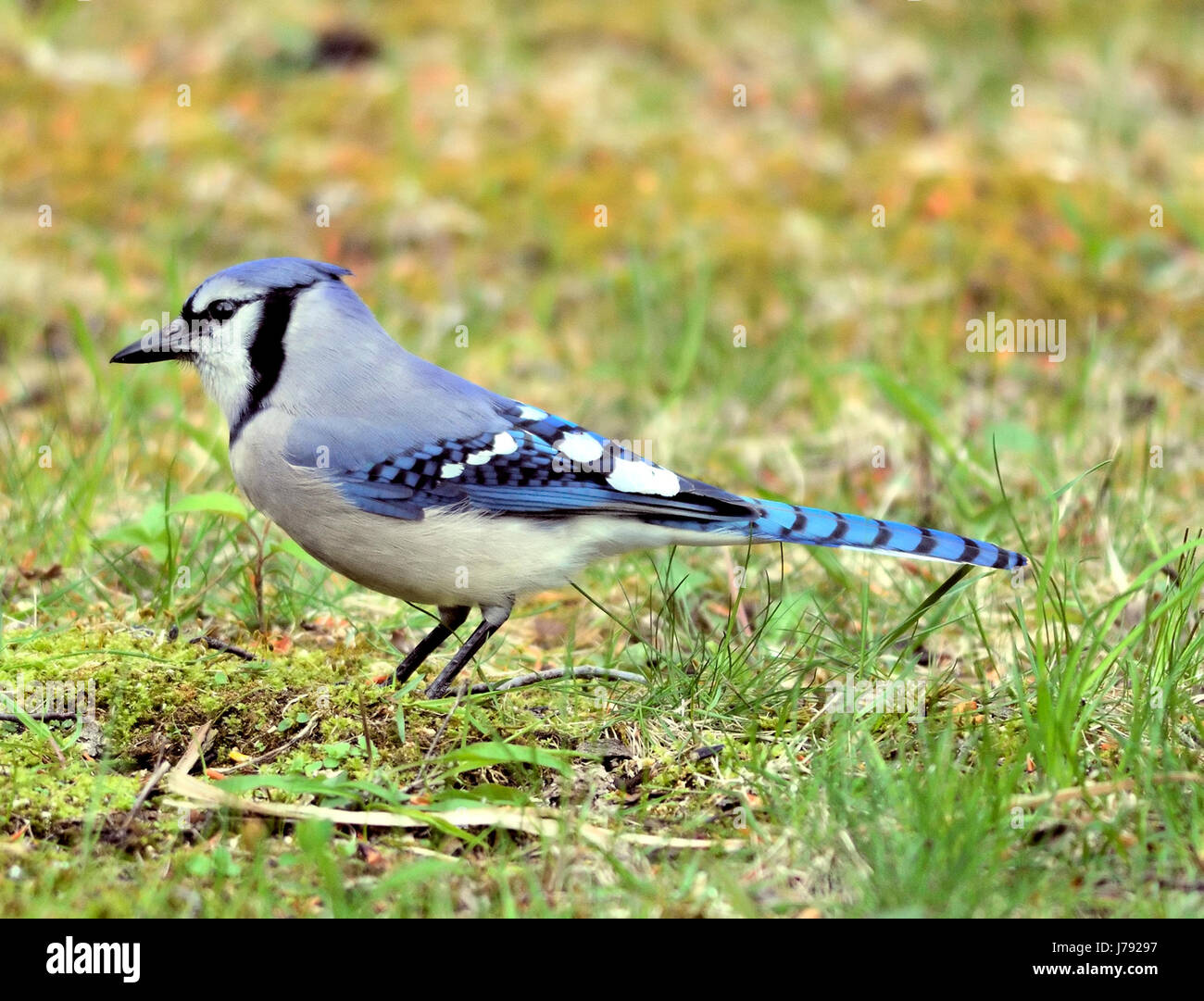 Cyanocitta cristata singing hires stock photography and images Alamy