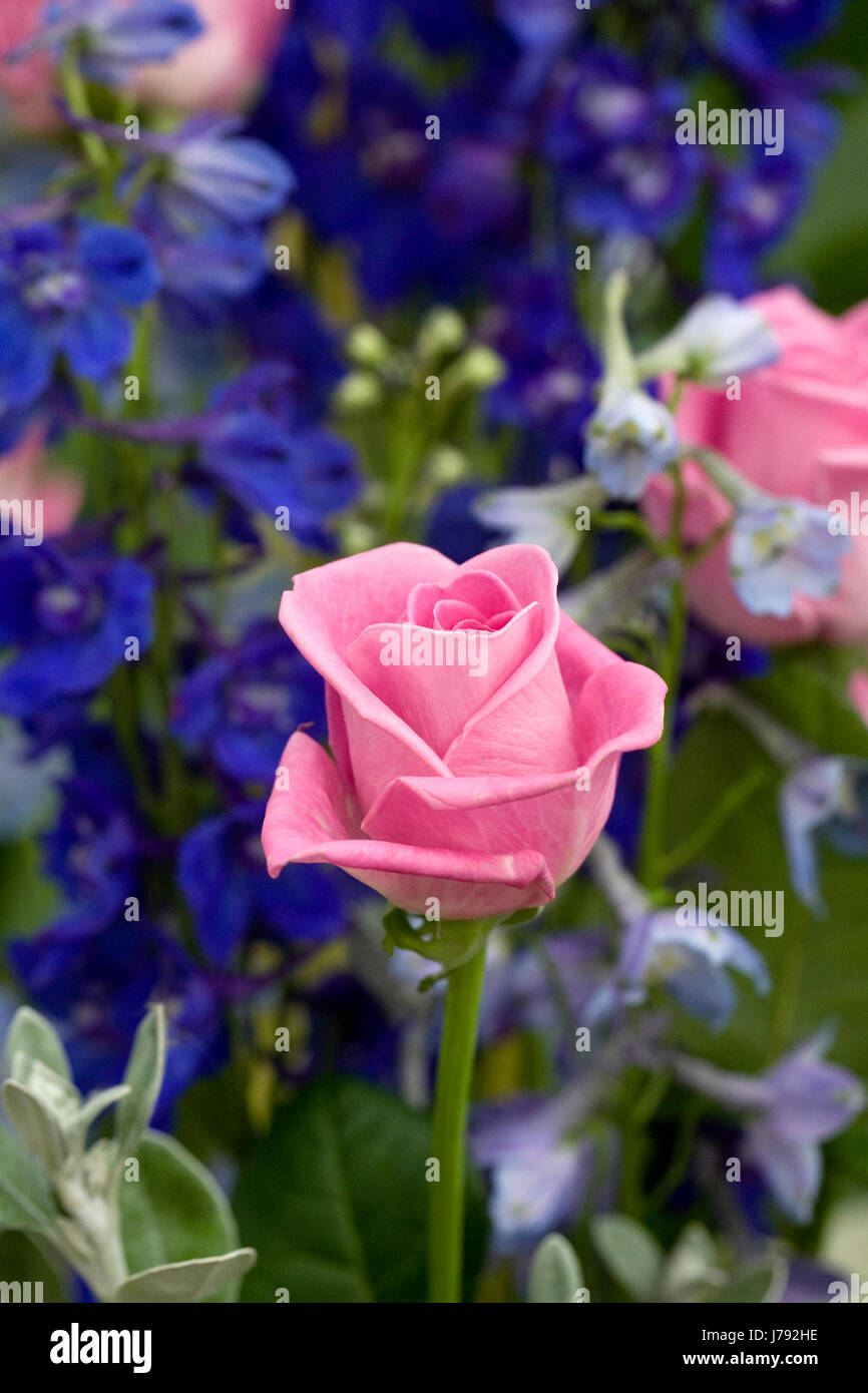 Pink roses and blue delphiniums. Stock Photo
