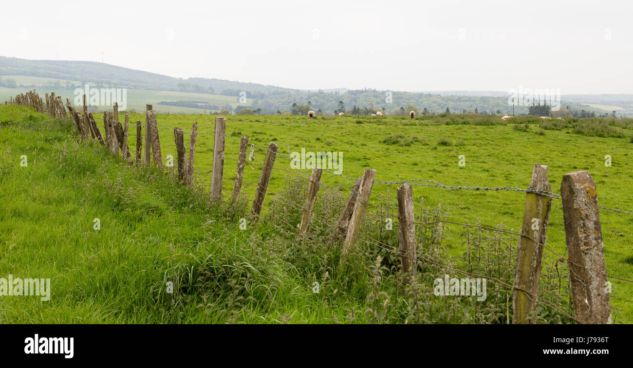 Many fluffy sheep and lambs in a large, green meadow farm in Ireland with mature Oak trees Stock Photo