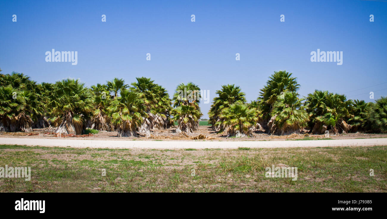 a line of hundreds of grown palm trees in a plant nursery ready for