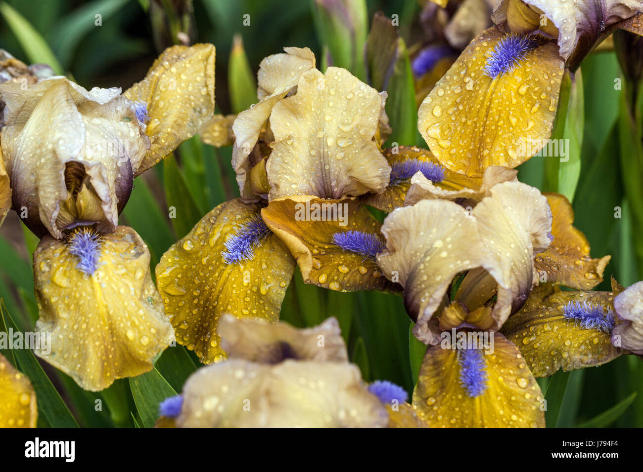 Iris barbata nana 'Gingerbread Man'', Iris flower yellow Standard Dwarf Bearded Iris drops on flags Stock Photo