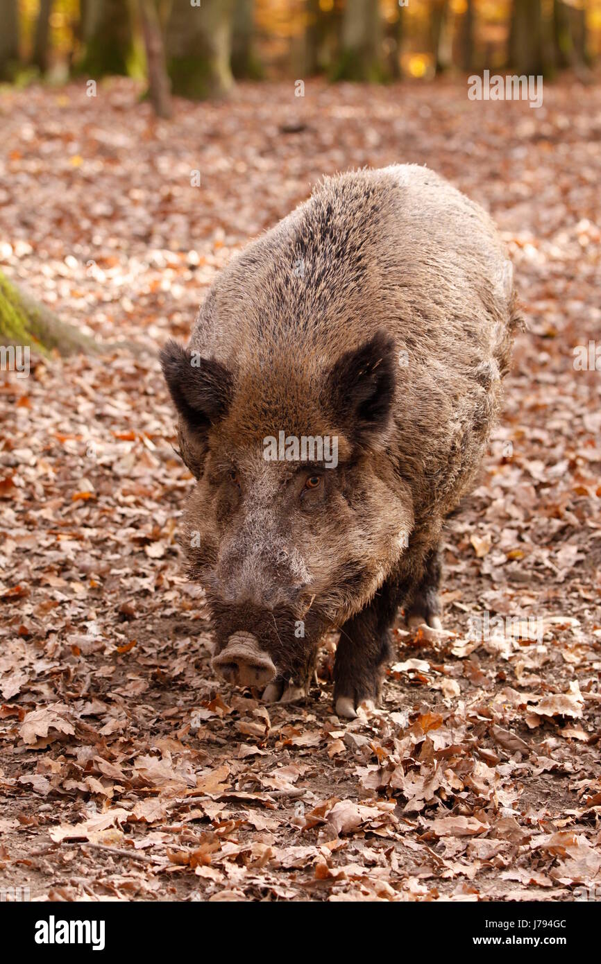 boar in close Stock Photo