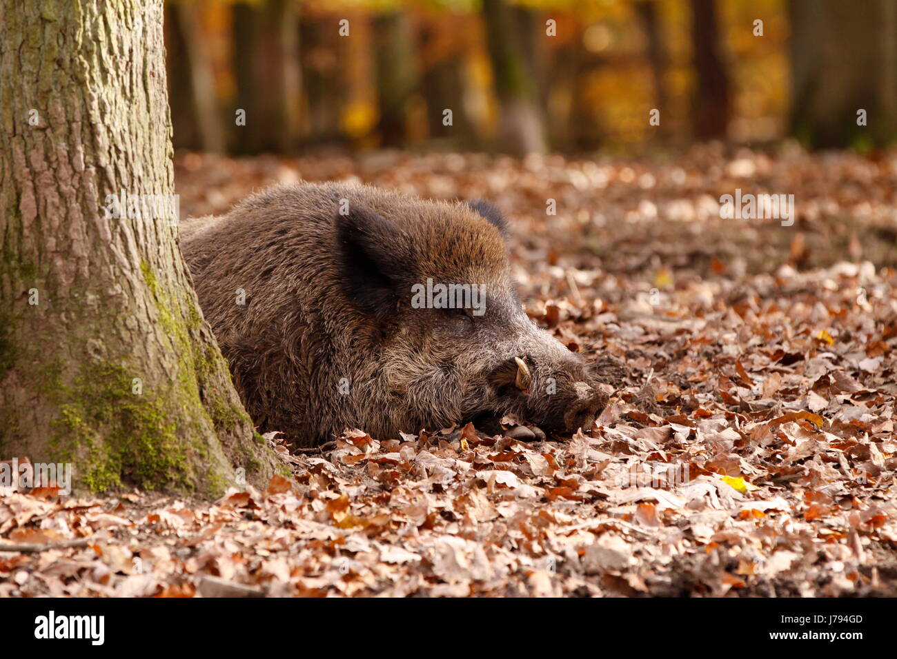 boar in closeup Stock Photo