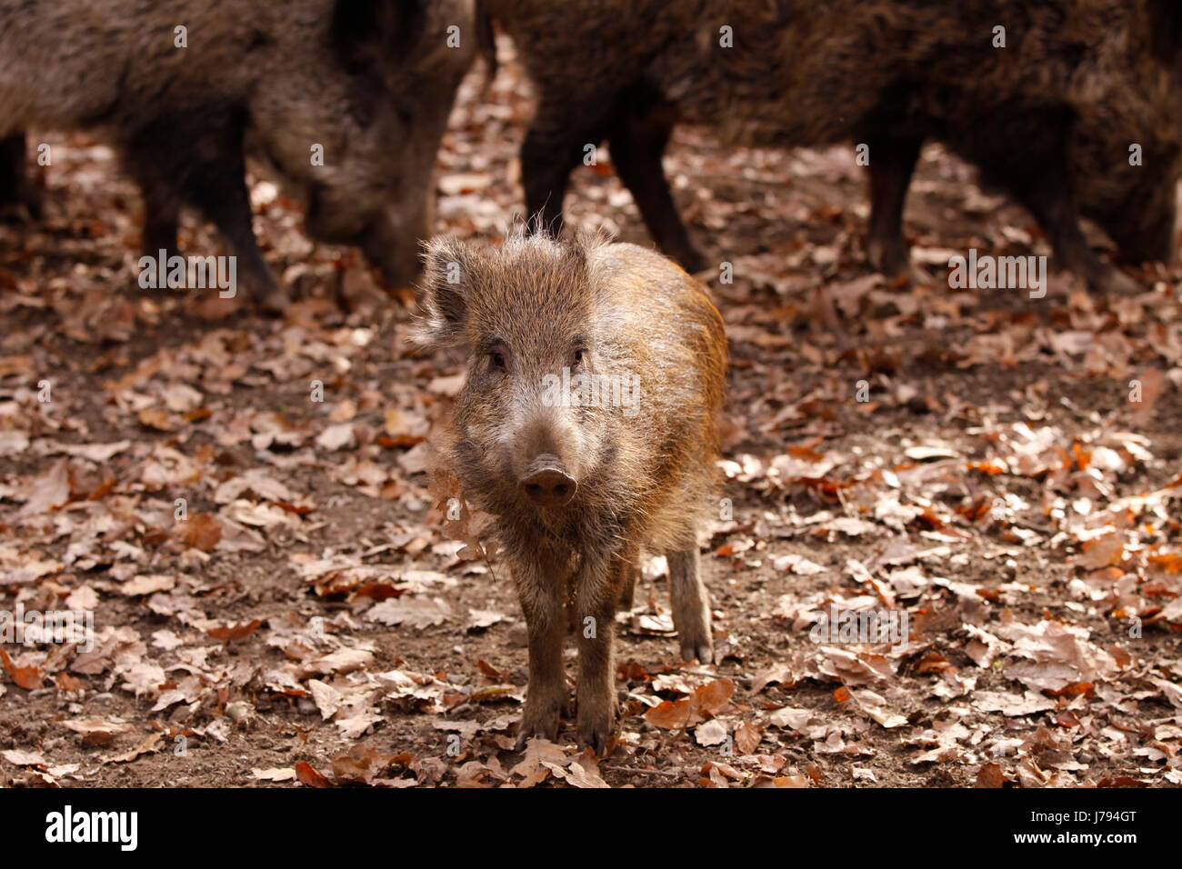 boar in close Stock Photo
