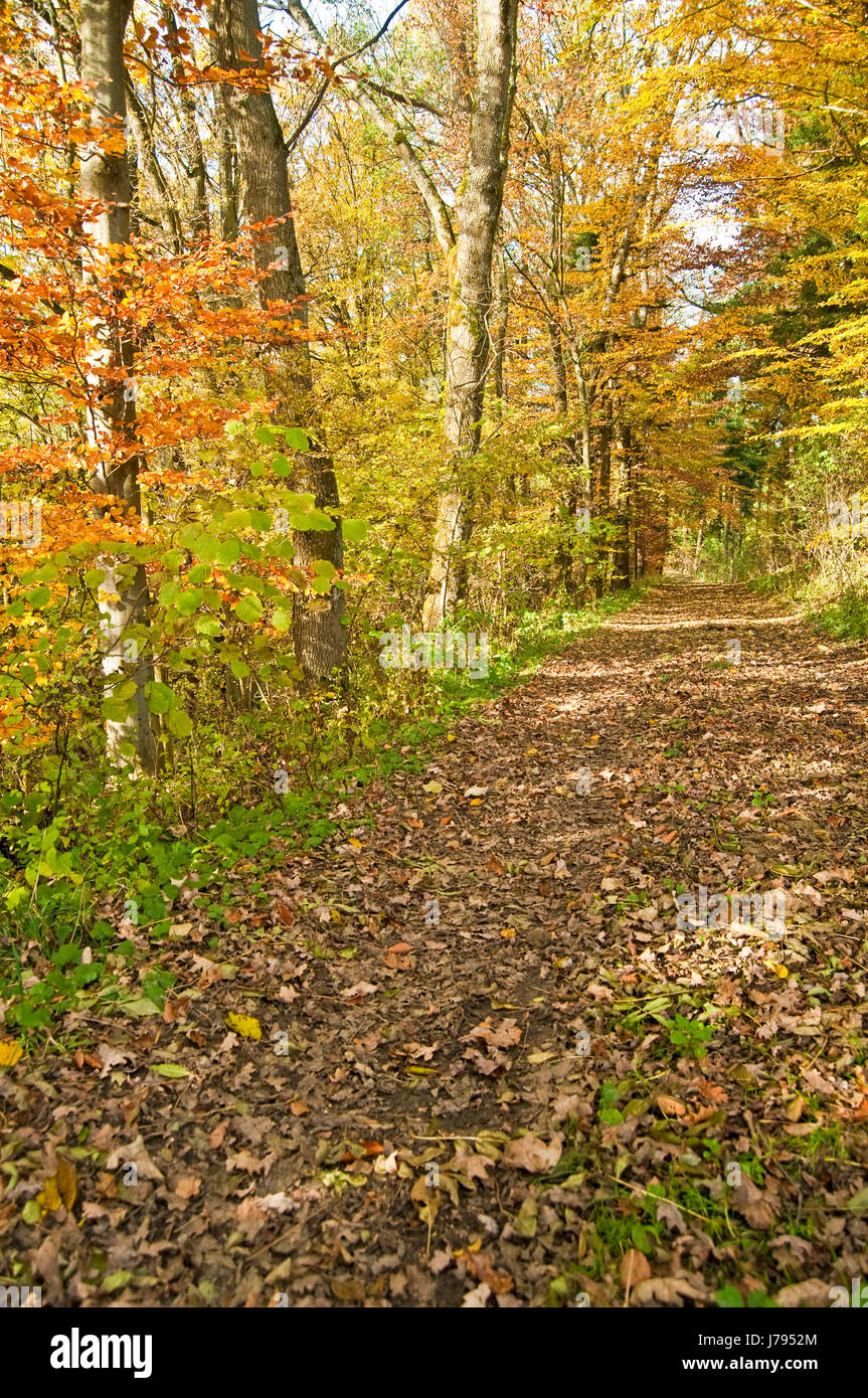 deciduous forest in autumn Stock Photo - Alamy