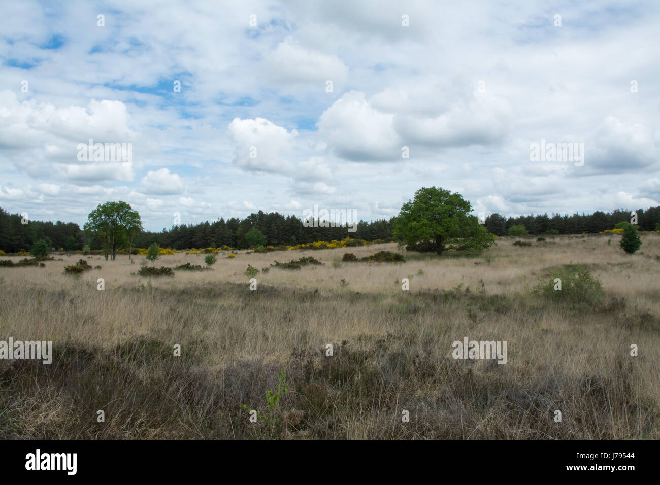 View across Long Valley, Aldershot, Hampshire, UK Stock Photo Alamy