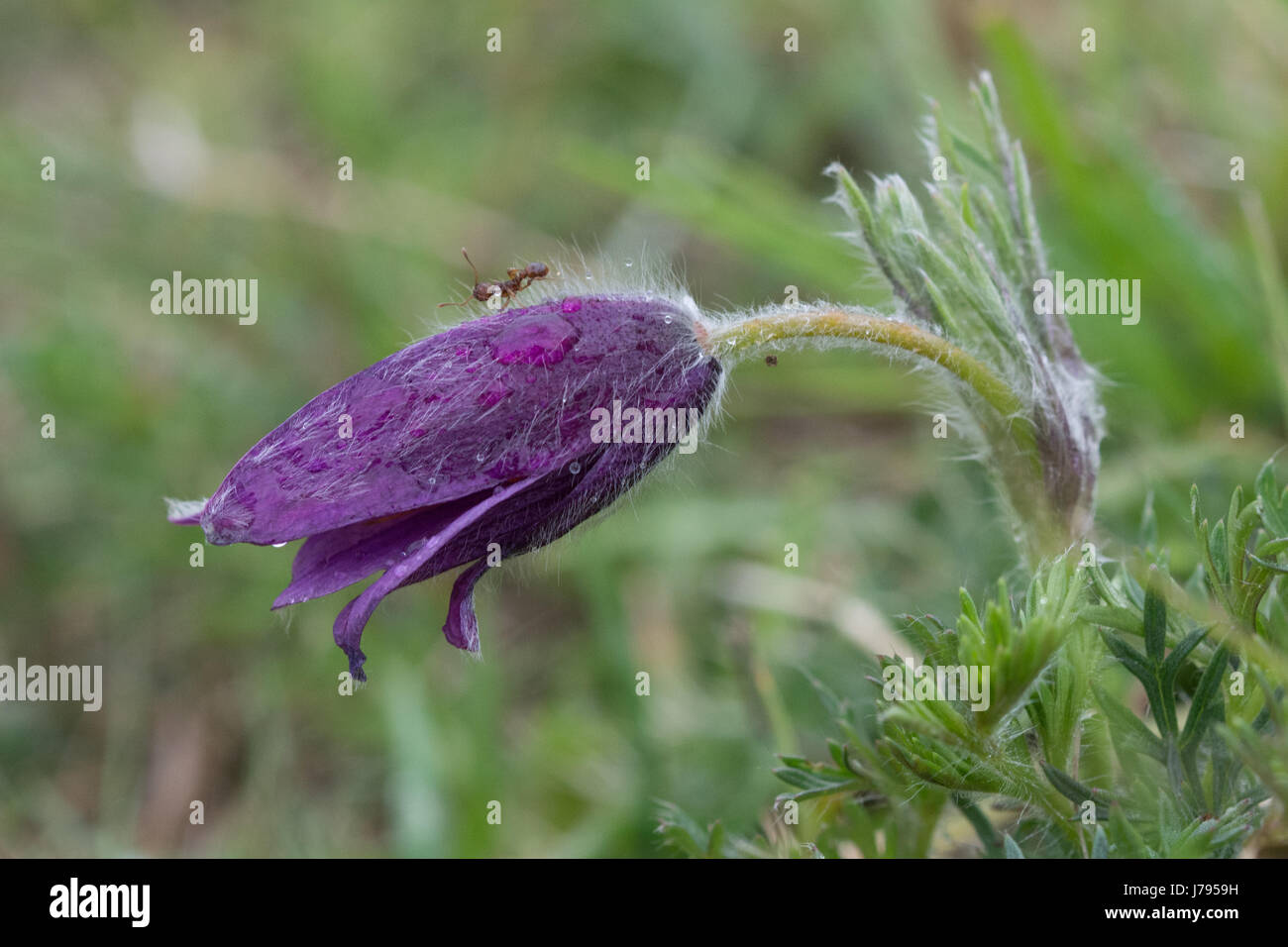Close-up of pasqueflower with raindrops and an ant in Oxfordshire, UK Stock Photo