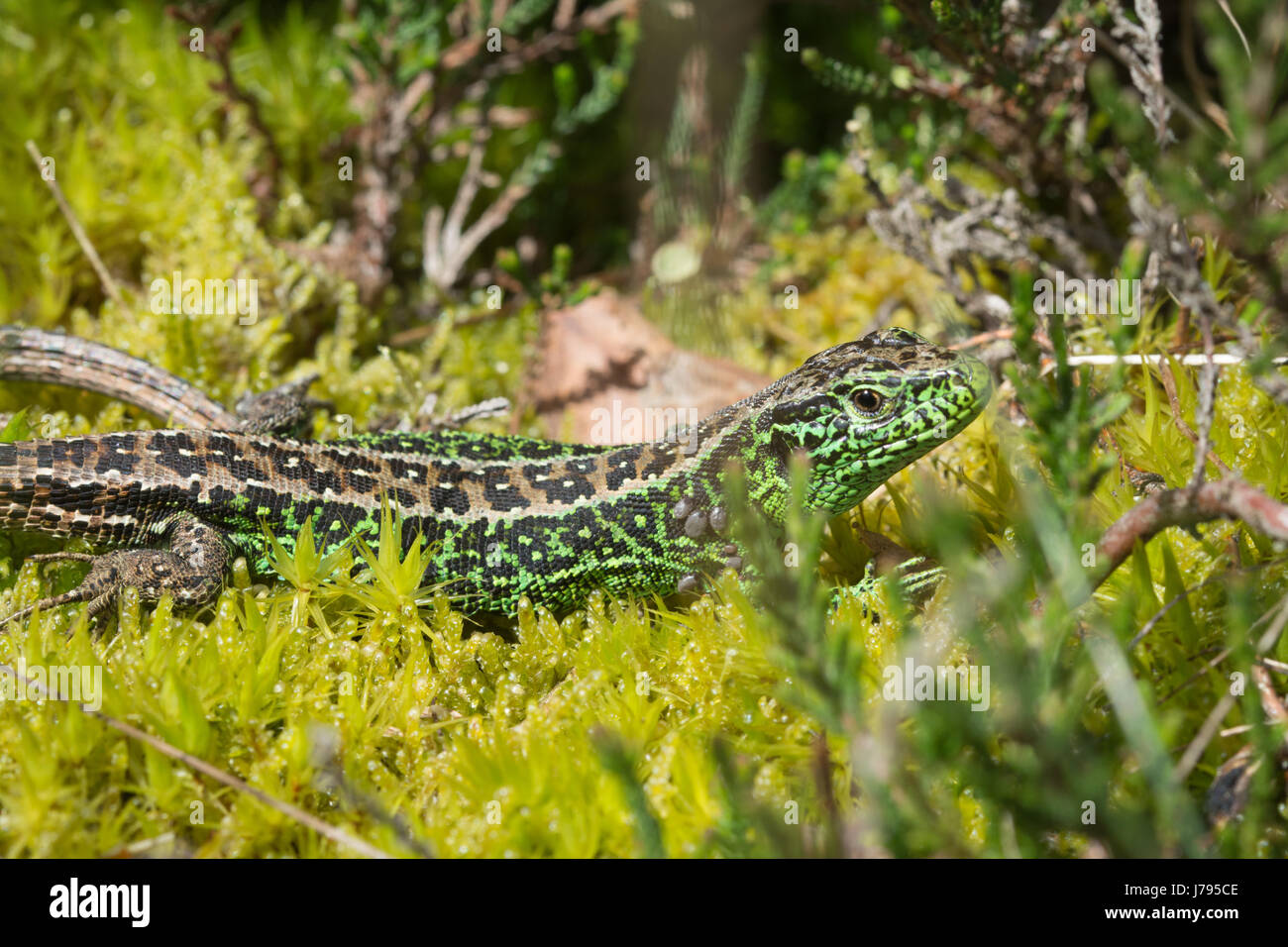 Close-up of male sand lizard (Lacerta agilis) with ticks - these are commonly seen around the base of the foreleg, where the lizard cannot reach Stock Photo