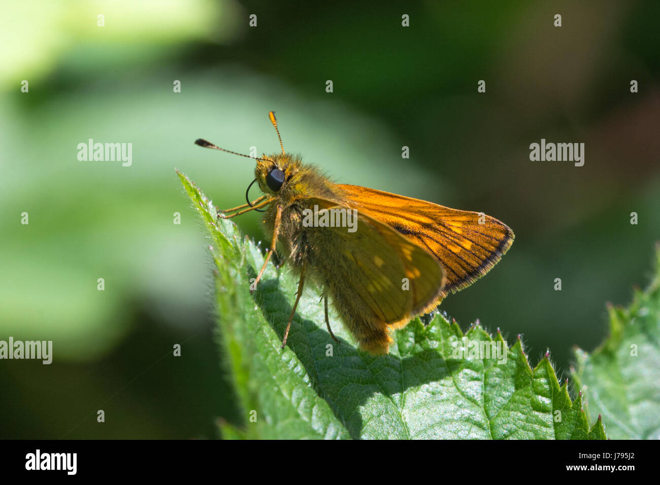 Close-up of large skipper butterfly (Ochlodes sylvanus) Stock Photo