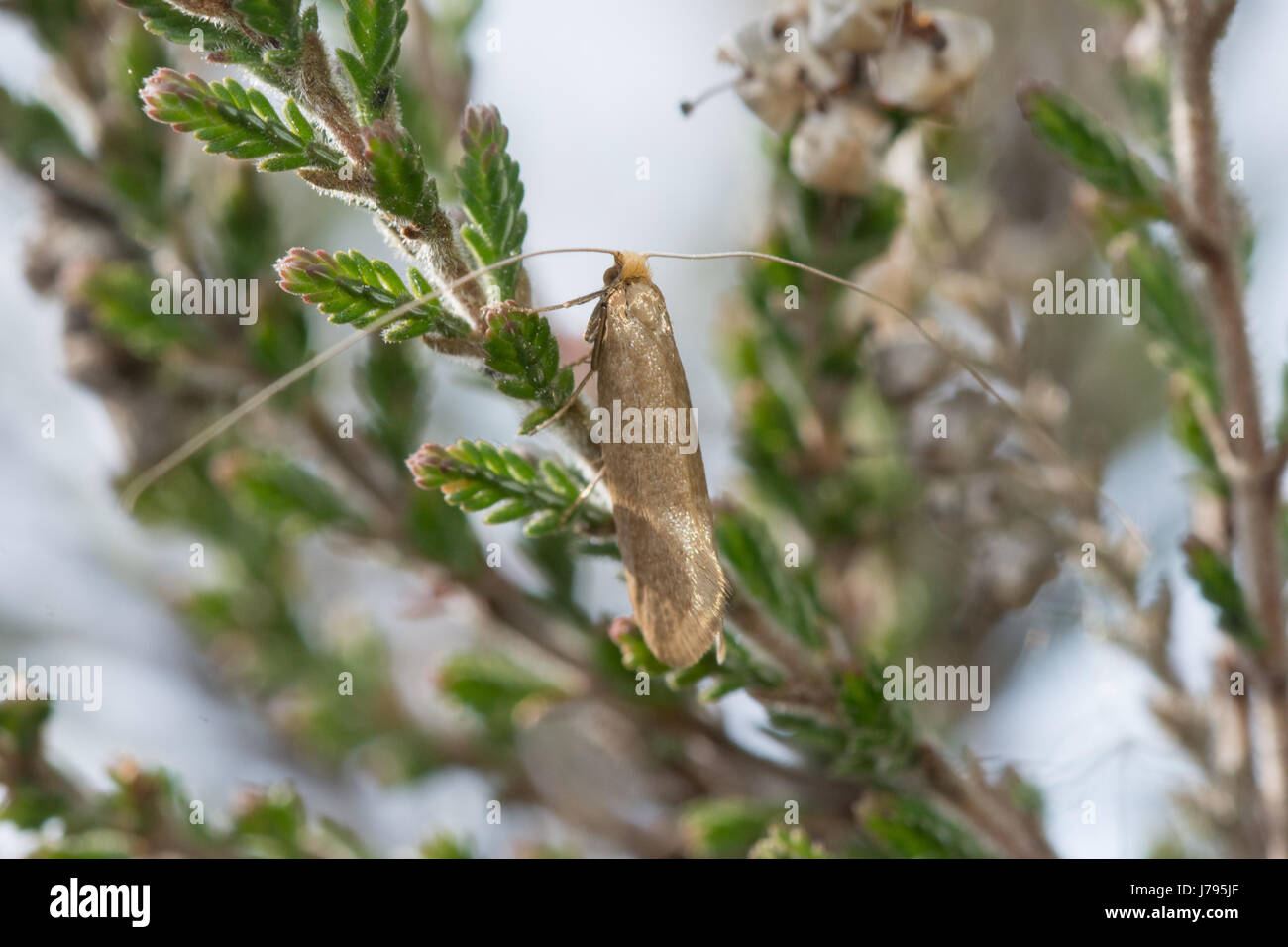 Close-up of longhorn species of moth (Nematopogon sp.) in heathland in Surrey, UK Stock Photo