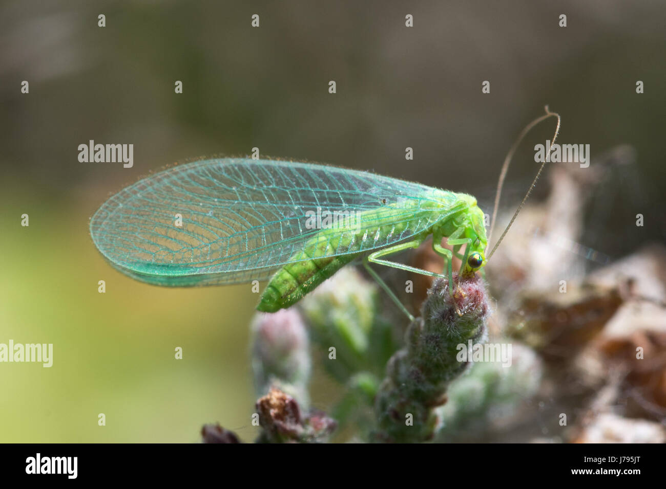 Close-up of green lacewing (Chrysopidae family) in heathland in Surrey, UK Stock Photo