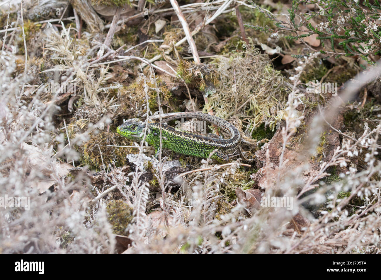 Male sand lizard (Lacerta agilis) basking in Surrey Heathland Stock Photo