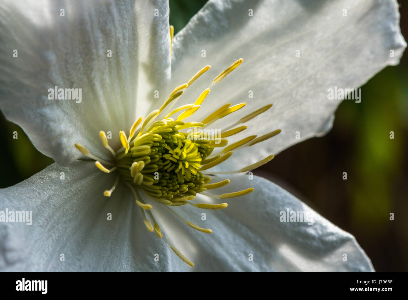 Close-up of white flower of the garden climbing plant, Clematis Montana 'Spooner', in sunlight showing petals and stamen Sunday 21st May 2017 Stock Photo