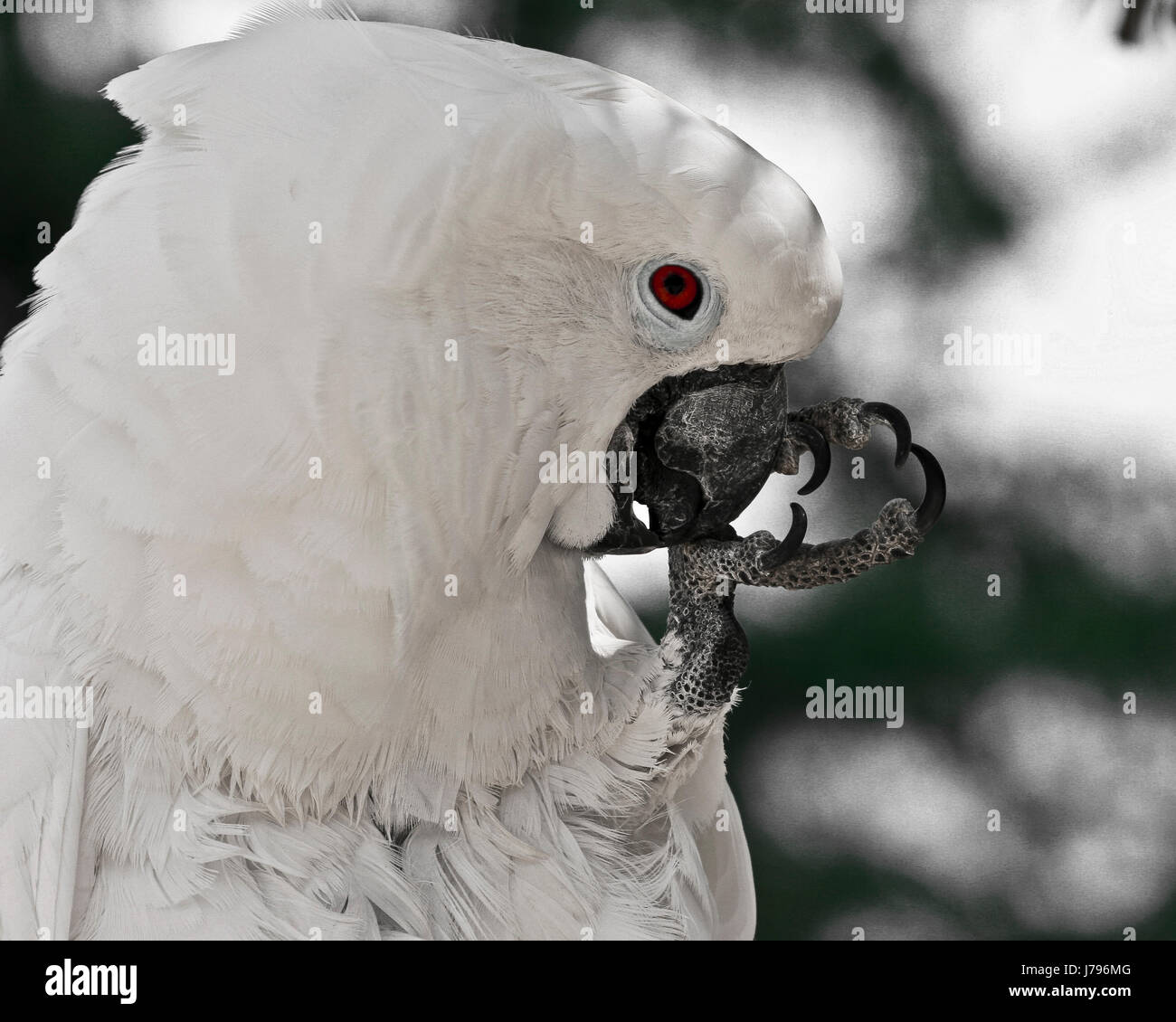 Umbrella Cockatoo Price In Sri Lanka Discounted Price www.meesenburg.kz