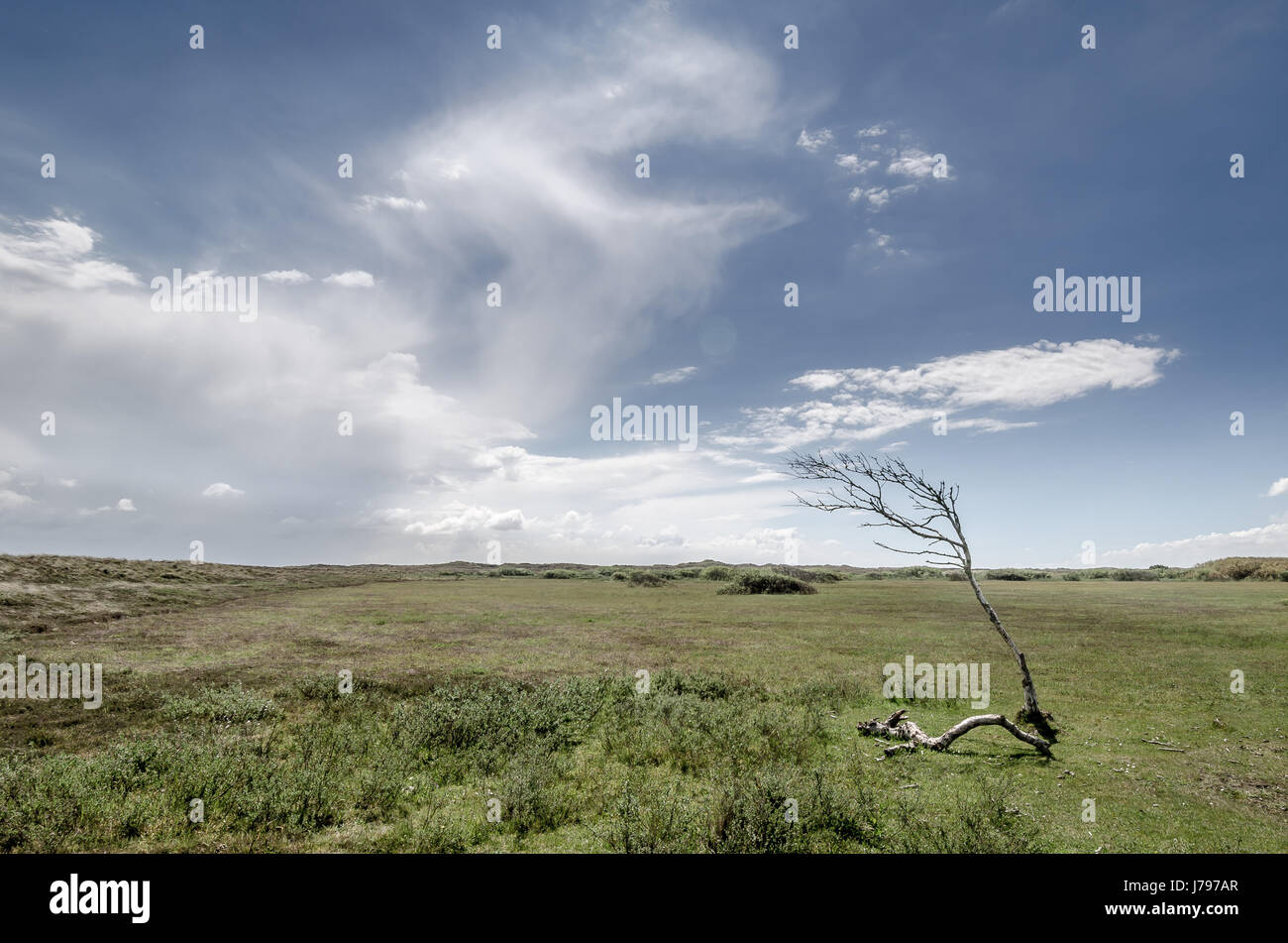 Lonely oak standing in hi-res stock photography and images - Alamy
