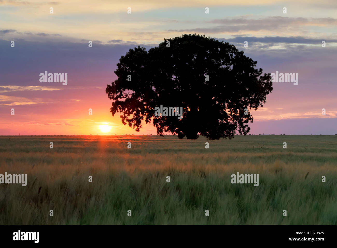 Beautiful isolated tree in a field of wheat, at sunset Stock Photo - Alamy