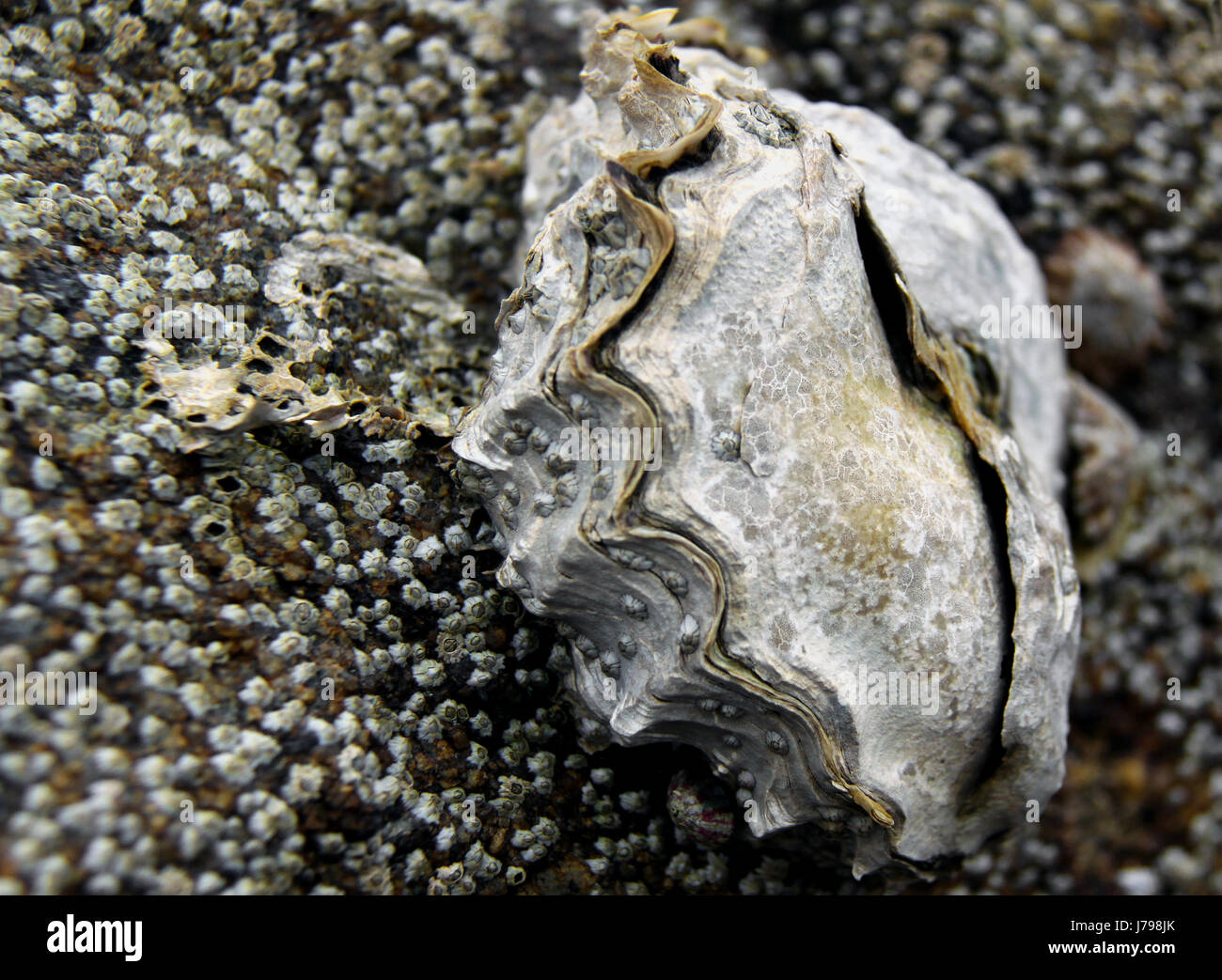 oyster on rock with barnacles Stock Photo