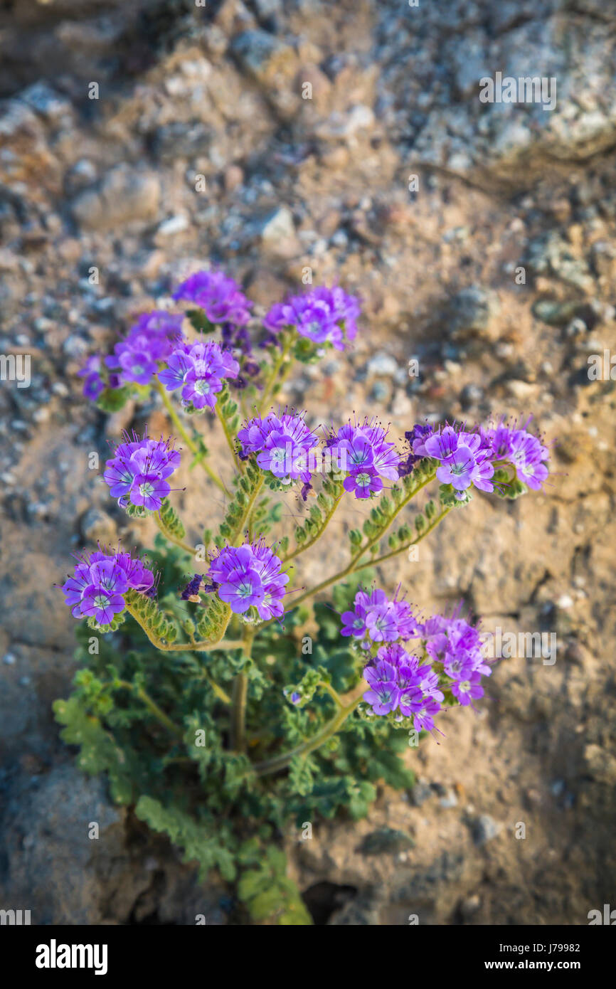 Purple california wildflowers hi-res stock photography and images - Alamy