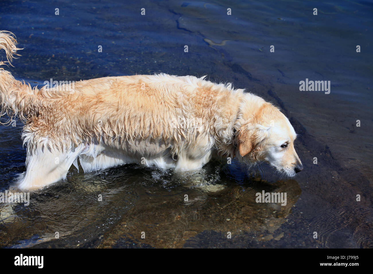 hunting lab pedigrees