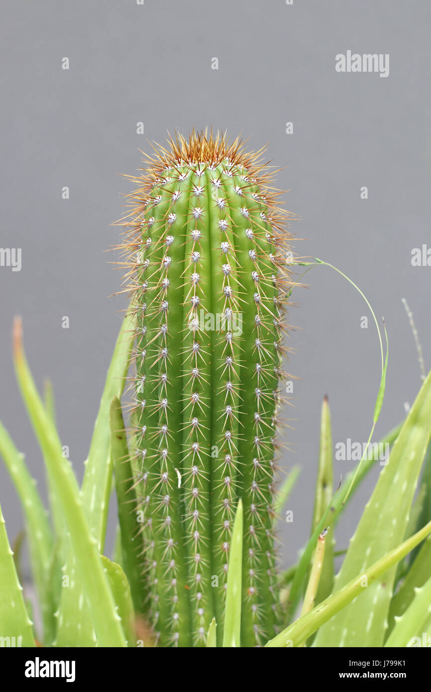 Close up shot of Echinopsis spachiana Cactus with thorns Stock Photo