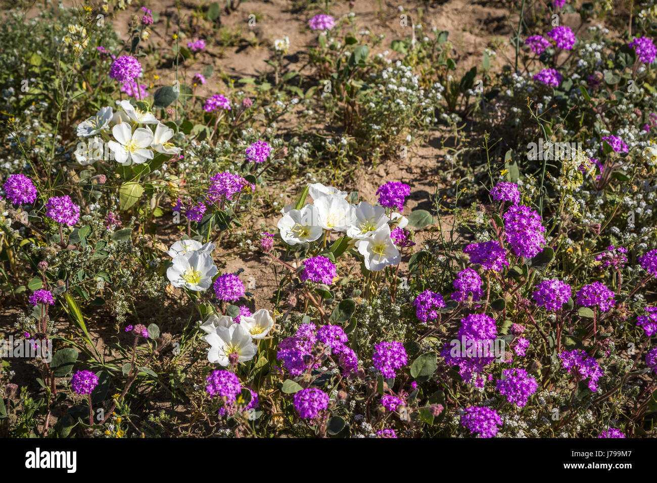 White evening primrose and sand verbena spring desert wildflowers