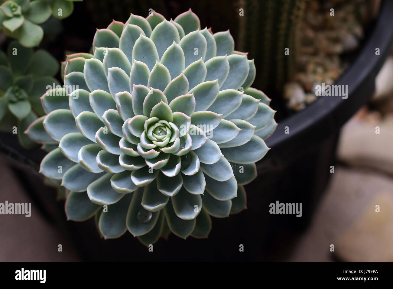 Close up of Echeveria succulent Stock Photo