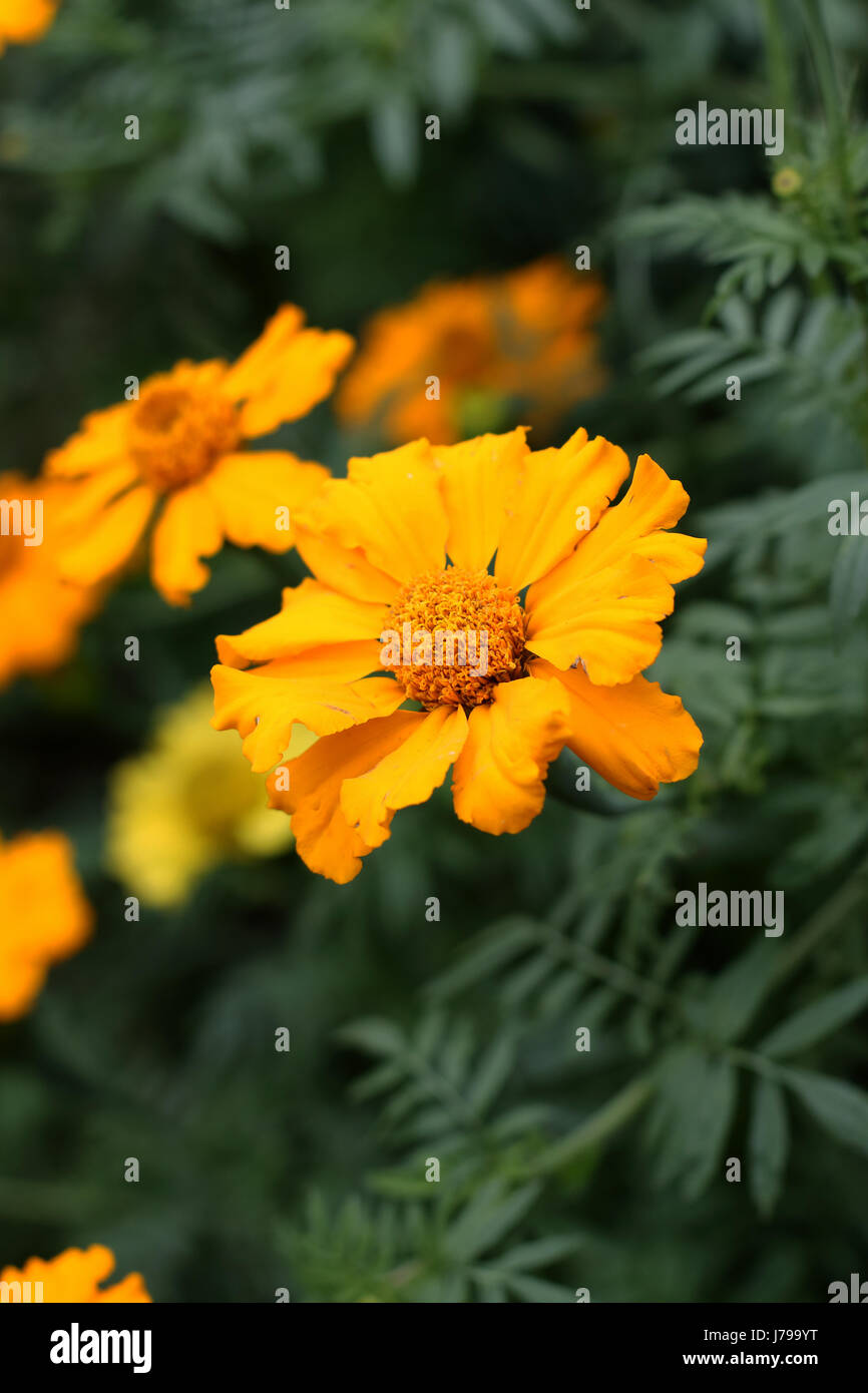 African or American Marigolds or known as Tagetes erecta Stock Photo
