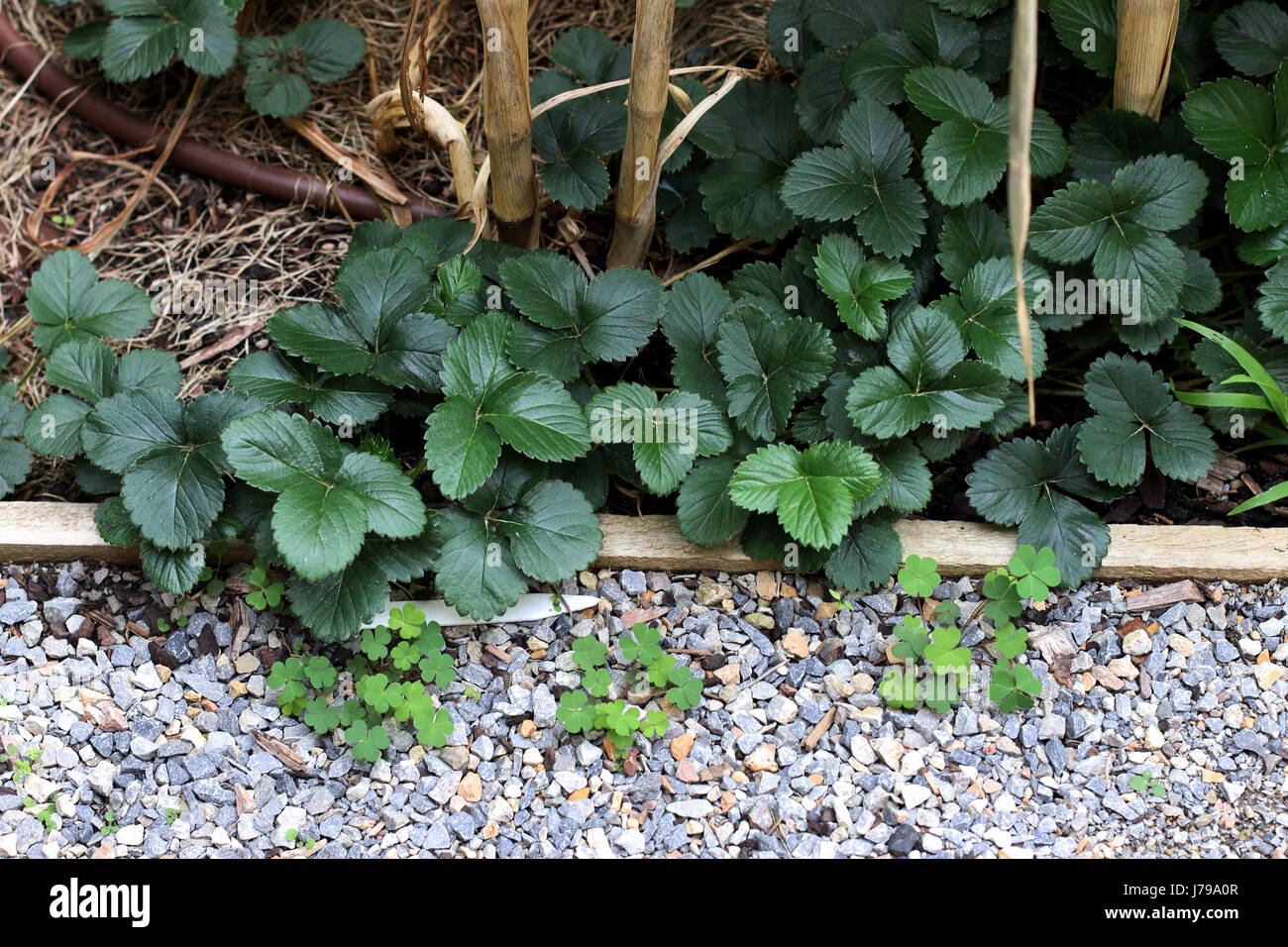 Home grown strawberry runners growing on the ground Stock Photo