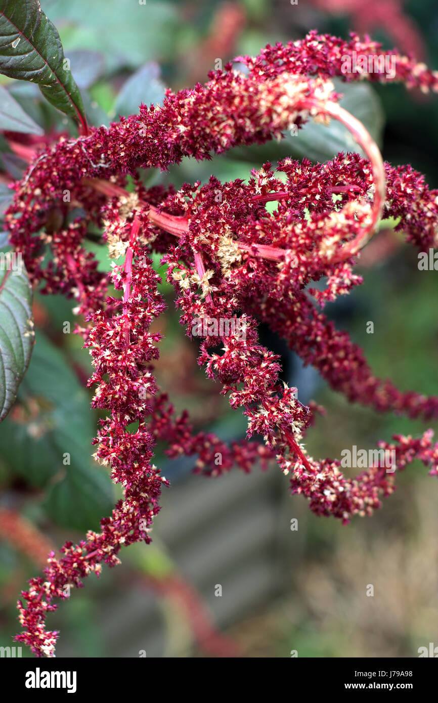 Amaranthus tricolor seeds or known as Red Amaranth Stock Photo