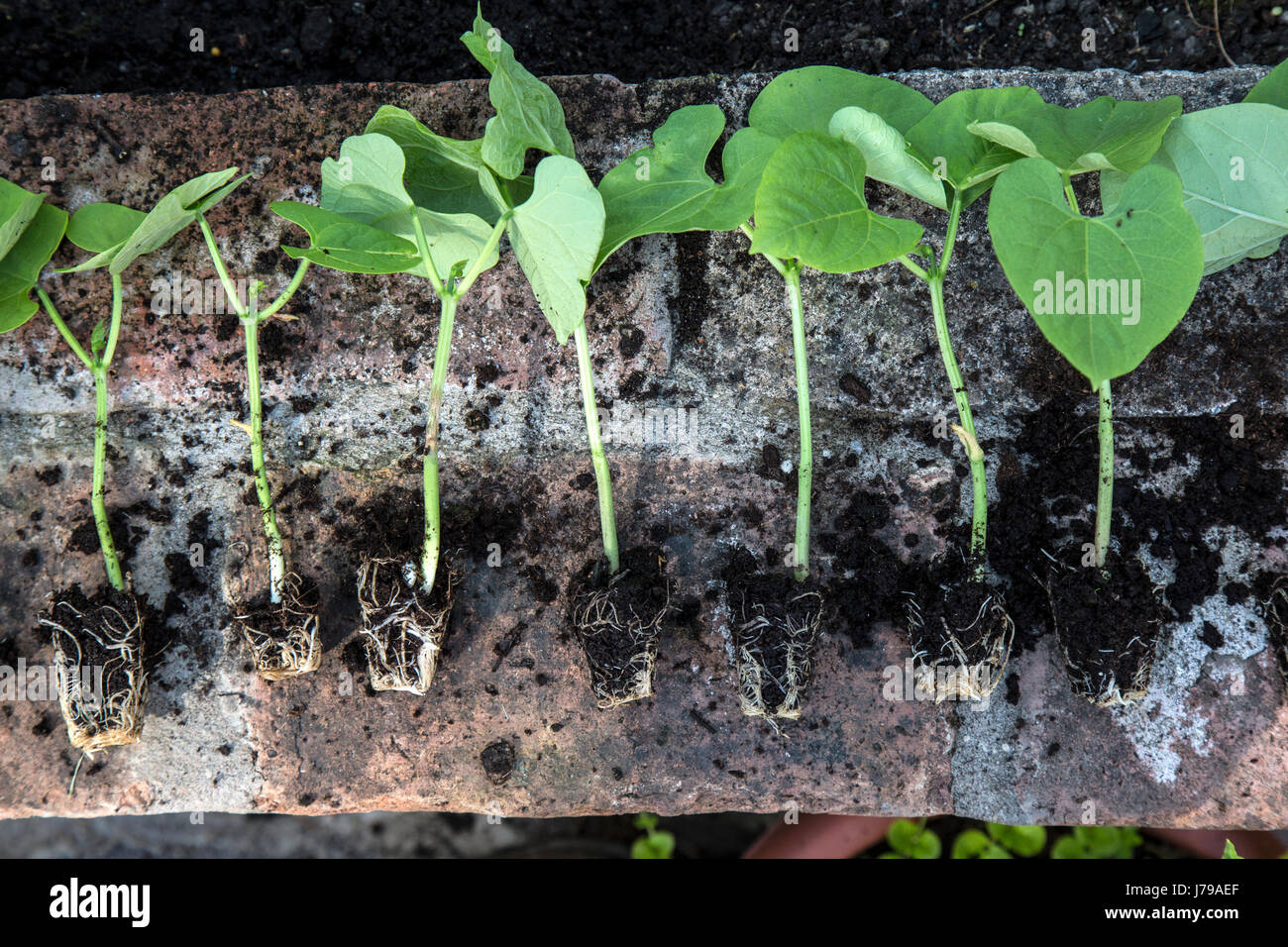 Seedlings of runner beans. Variety Cobra and Blue Lake Stock Photo Alamy