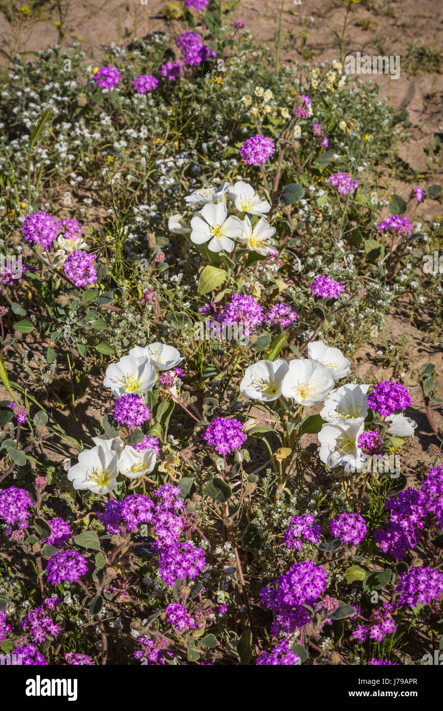 White evening primrose and sand verbena spring desert wildflowers