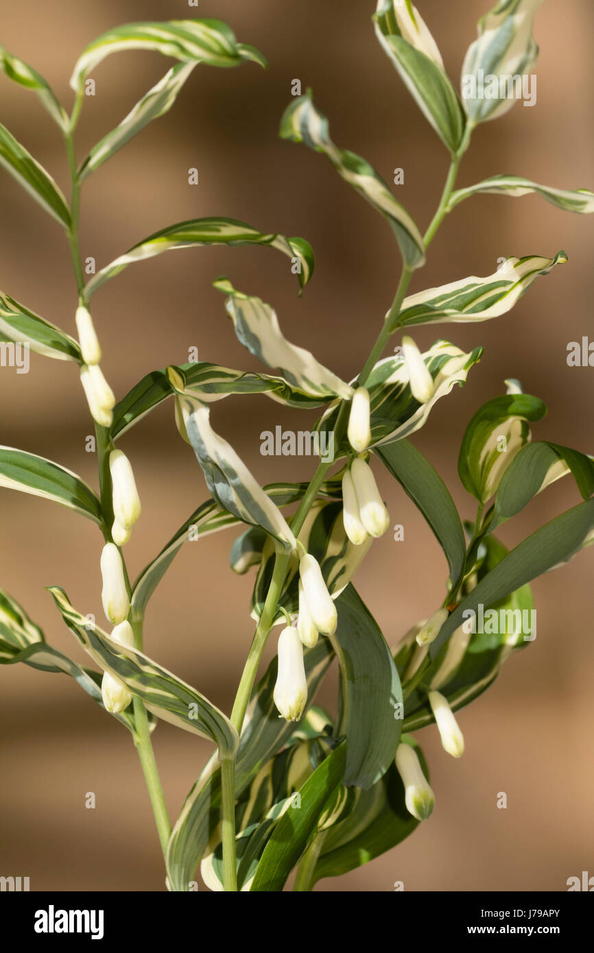 Foliage and late spring flowers of the hardy hybrid Solomon's Seal, Polygonatum x hybridum 'Striatum' Stock Photo