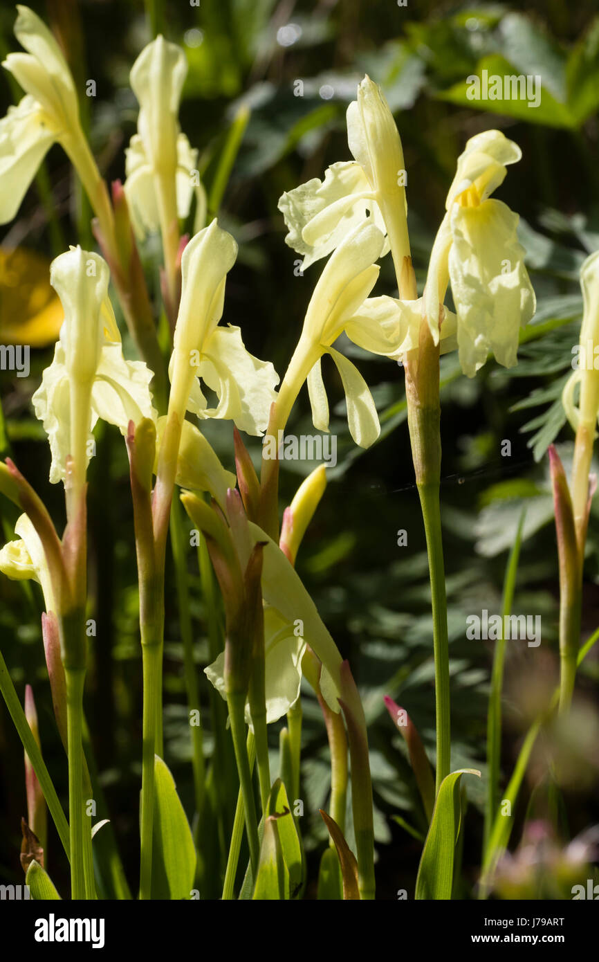 Hooded yellow early summer flowers of the hardy ginger, Roscoea cautleyoides Stock Photo