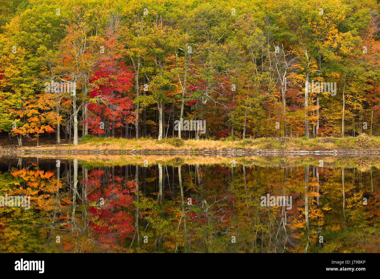 Fall color reflects into a pond in the Catskill Mountains of New York in the fall. USA Stock Photo