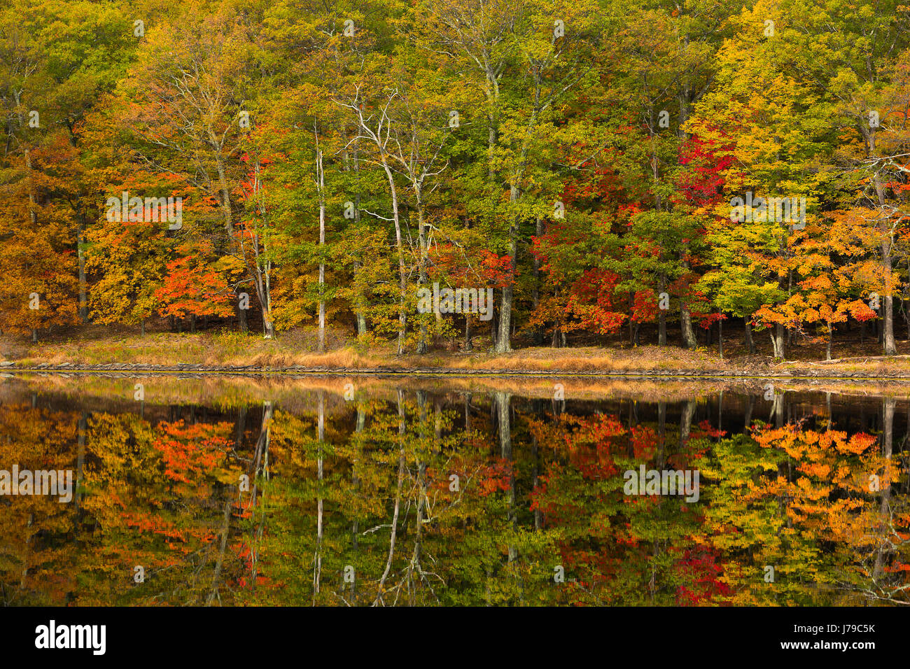 Fall color reflects into a pond in the Catskill Mountains of New York in the fall. USA Stock Photo