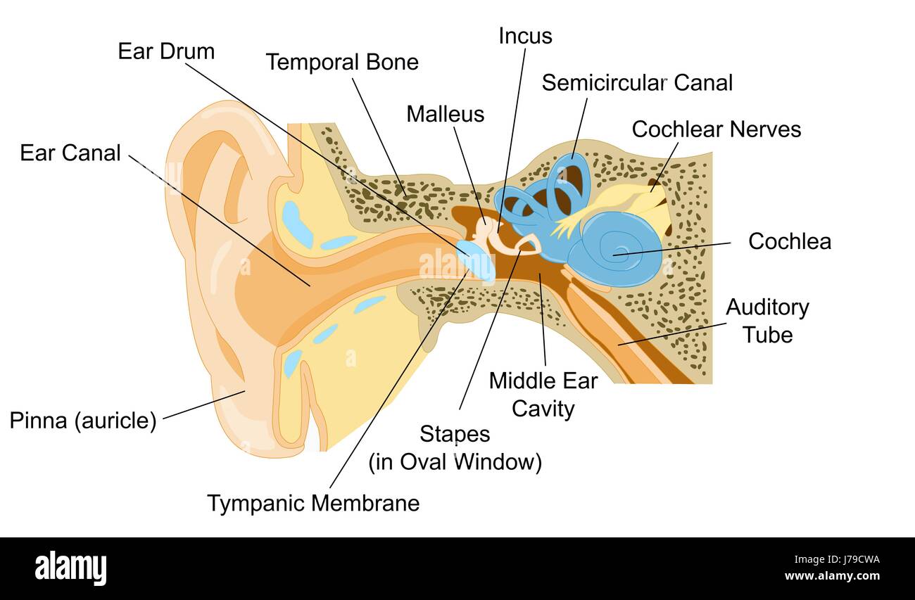 Anatomy of external ear hires stock photography and images Alamy