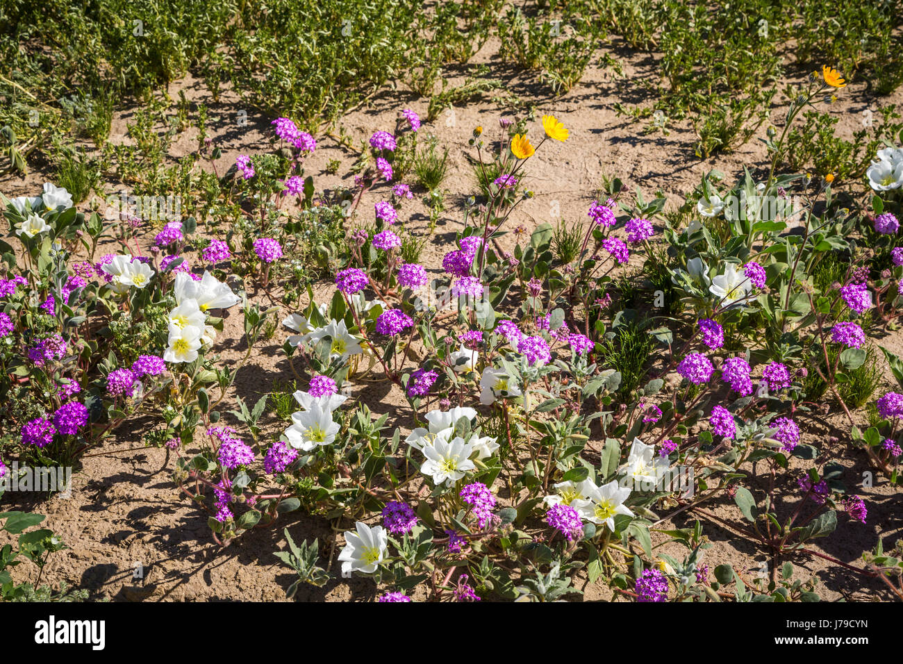 White evening primrose and sand verbena spring desert wildflowers