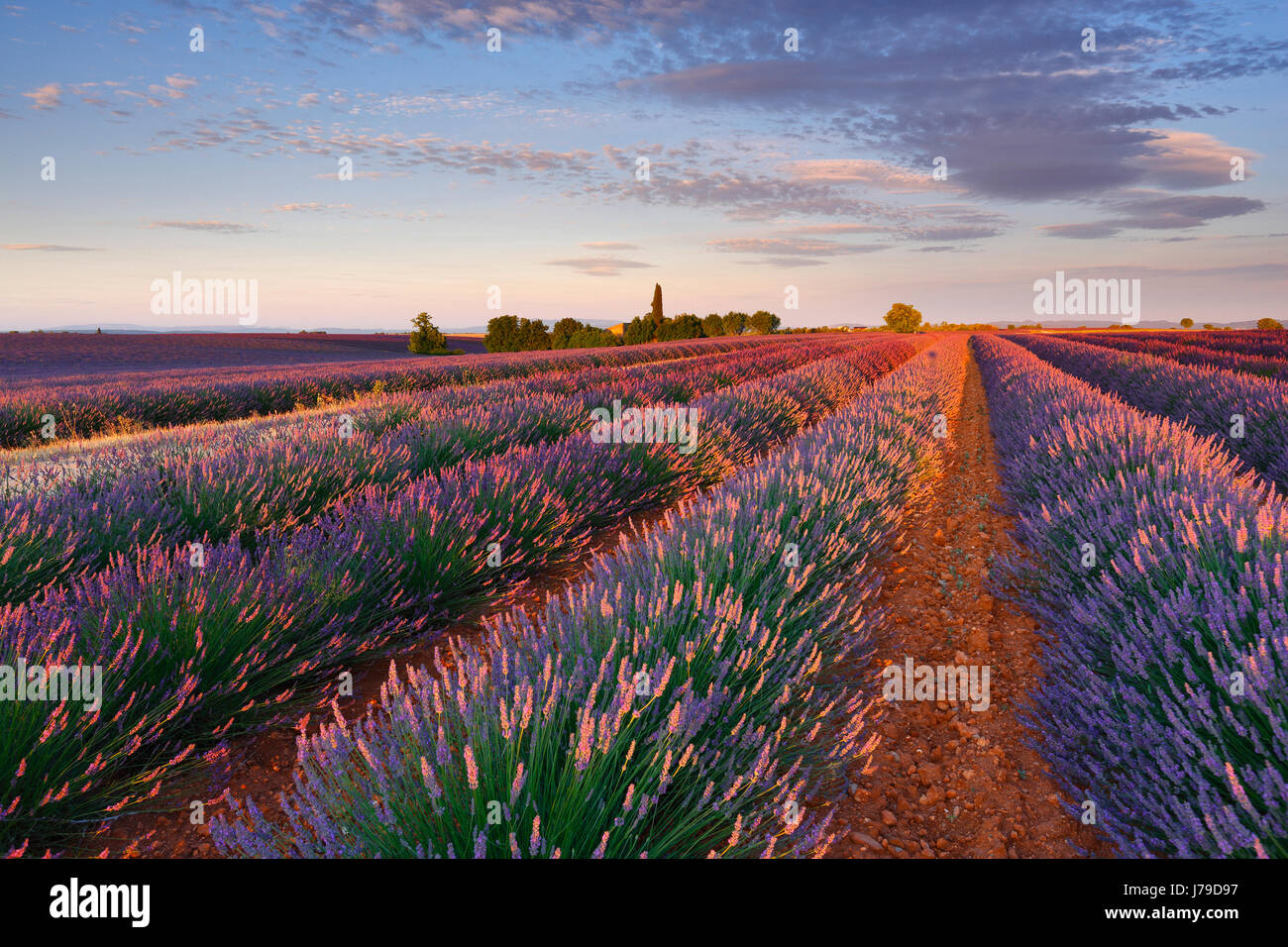 Sunlight france field hi-res stock photography and images - Alamy