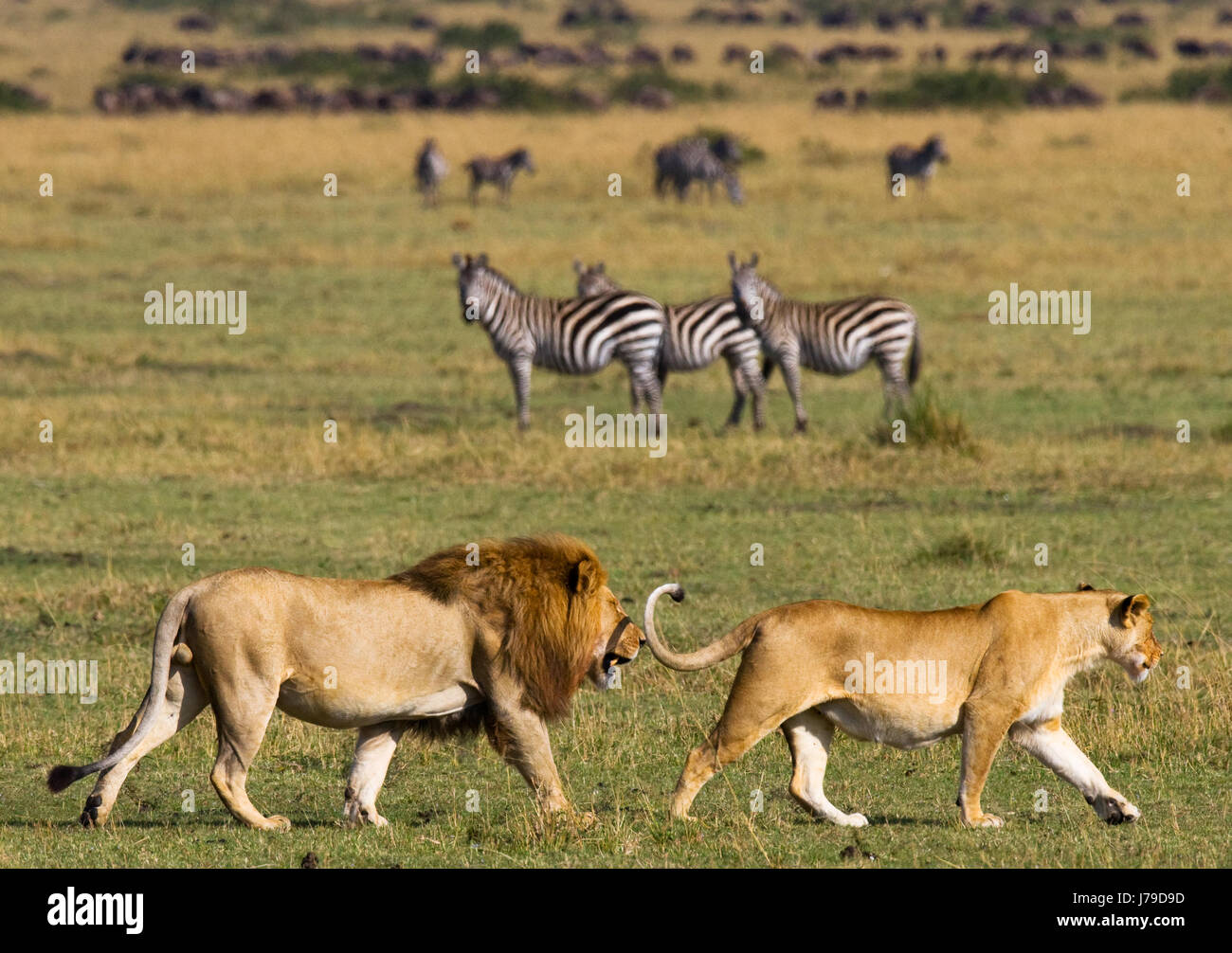 Meeting the lion and lioness in the savannah. National Park. Kenya ...