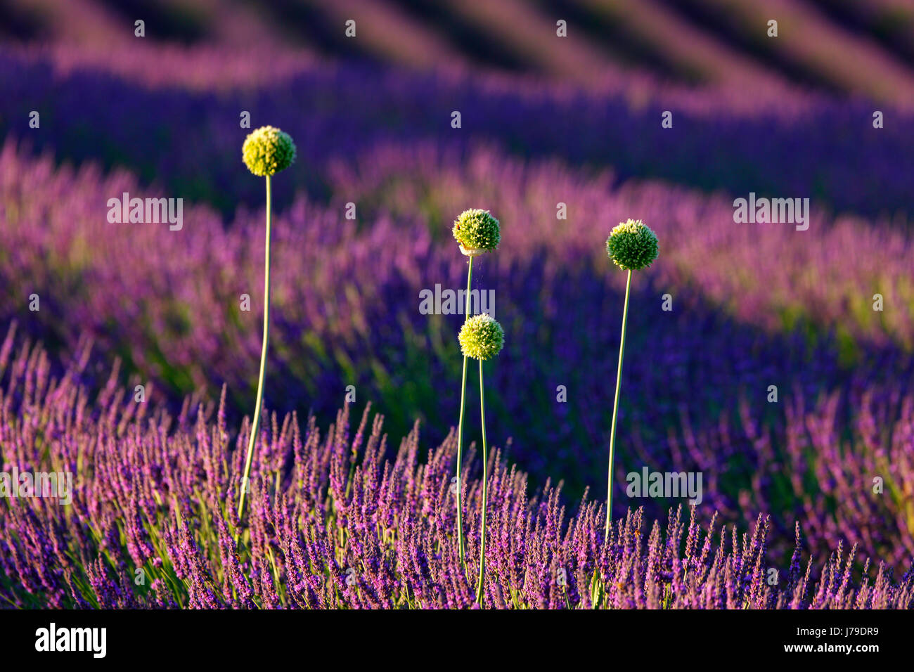 WIld onion - Allium flowers in lavender field Stock Photo