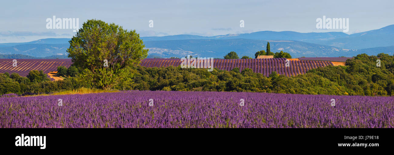 Panoramic nature landscape of lavender field in France, Provance Stock Photo